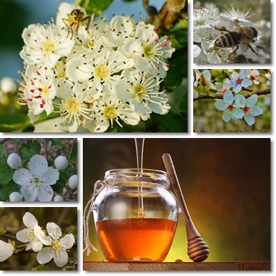 Hawthorn honey