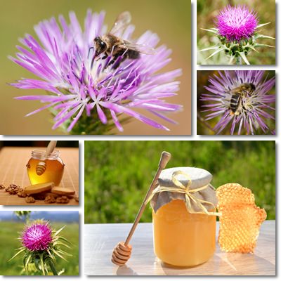 Italian thistle honey