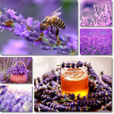 Lavender honey