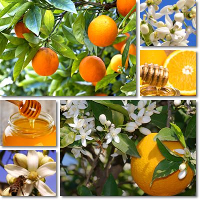 Orange blossom honey properties