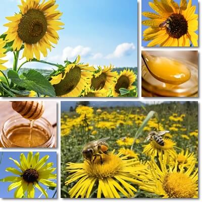 Sunflower honey