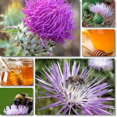 Thistle honey