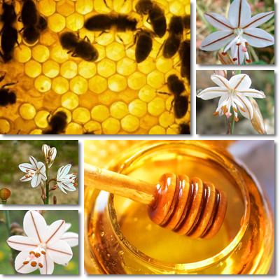 Asphodel honey