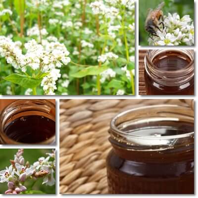 Buckwheat honey