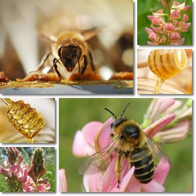 Sainfoin honey