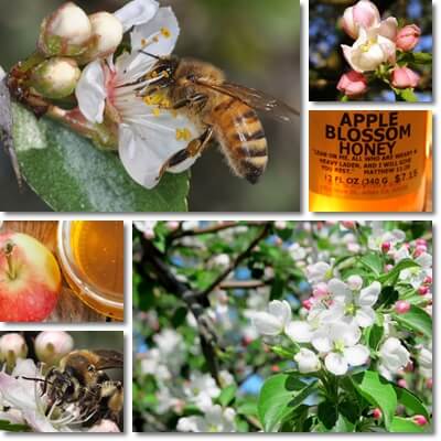 Apple blossom honey