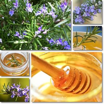 Rosemary honey