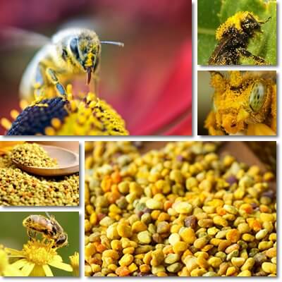 Bee pollen properties