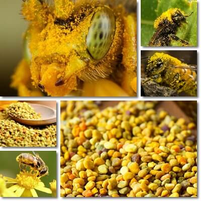 Bee pollen