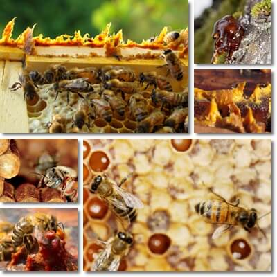 Propolis benefits and side effects