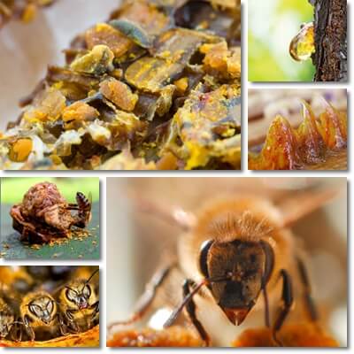 Propolis