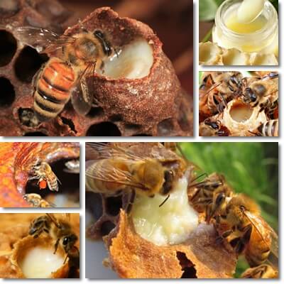 Royal jelly health benefits