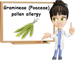 Gramineae Poaceae allergy