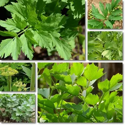 Lovage