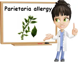 Parietaria pollen allergy