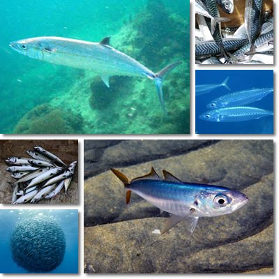 Mackerel fish properties