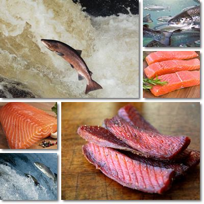 Salmon health benefits