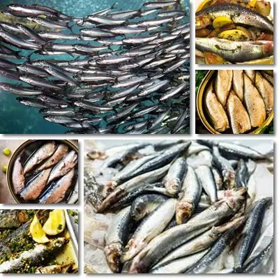 Sardines