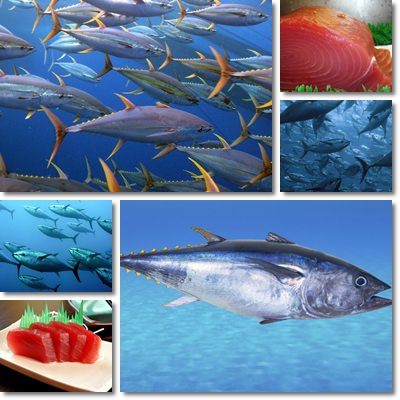 Tuna health benefits