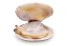 Clam