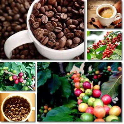 Coffee health benefits