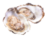 Oysters