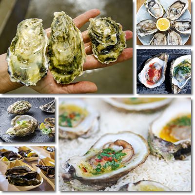 Oysters health benefits