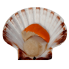 Scallop