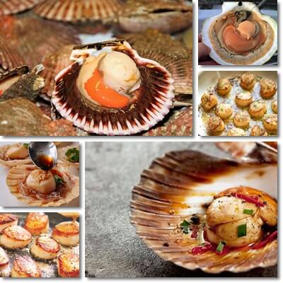 Scallops