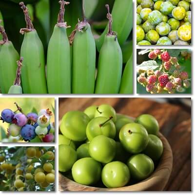 Unripe fruit side effects