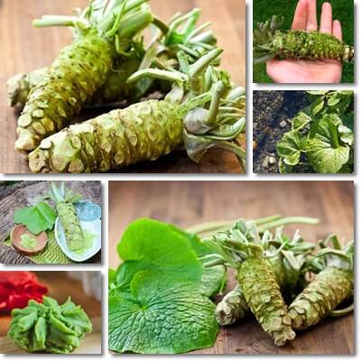 Wasabi health risks and side effects