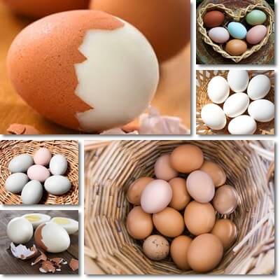 Eggs health benefits