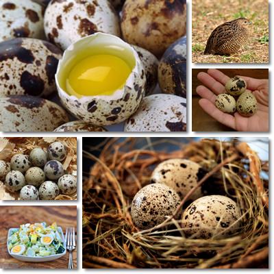 Quail eggs as food