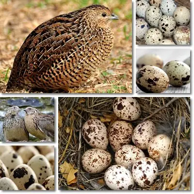 Quail eggs good for health