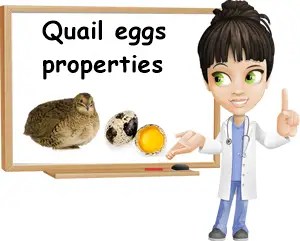 Quail eggs properties