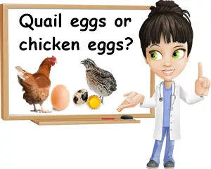 Quail or chicken eggs