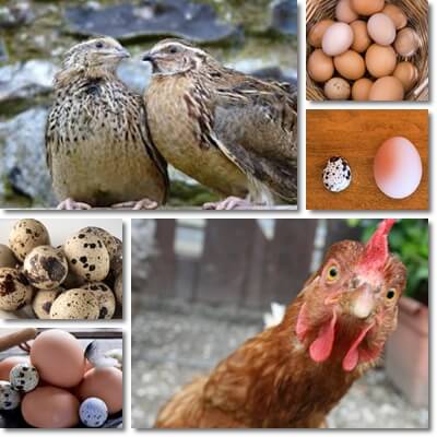 Quail versus chicken eggs