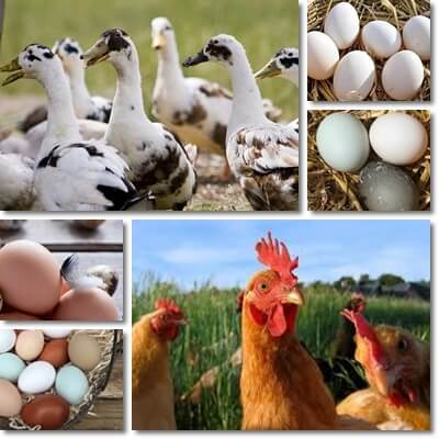 Chicken or duck eggs