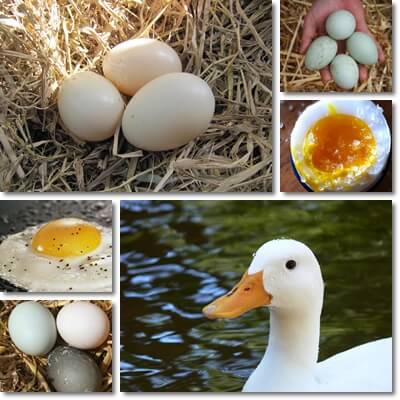 Duck eggs properties