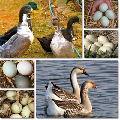 Duck vs goose eggs