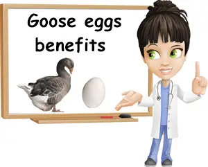 Goose eggs benefits