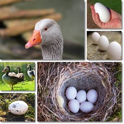 Goose eggs