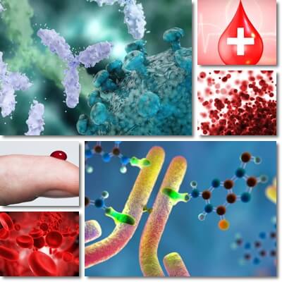 ABO and Rh blood groups