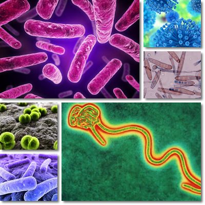 Bacteria, viruses, fungi comparison