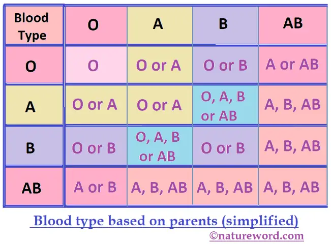 Blood type child chart simplified