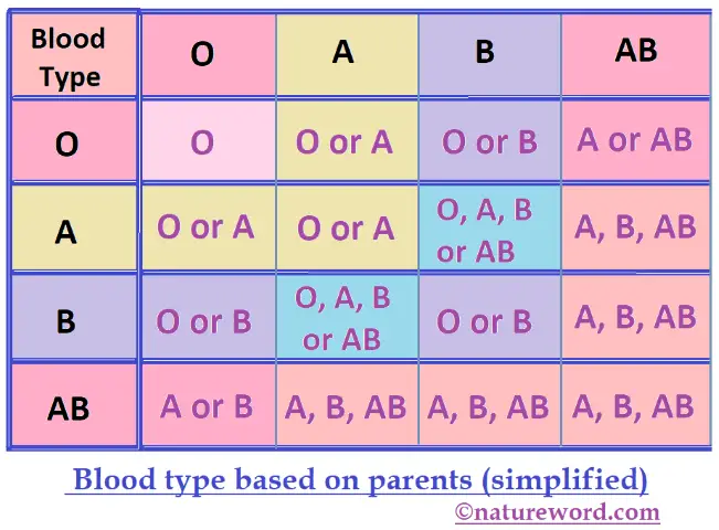 Blood Type Chart Based On Parents