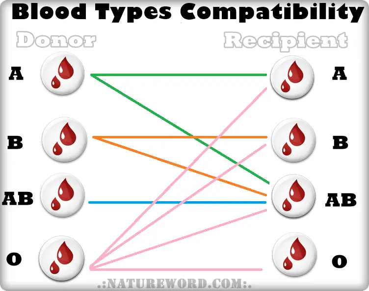 Blood types simple compatibility