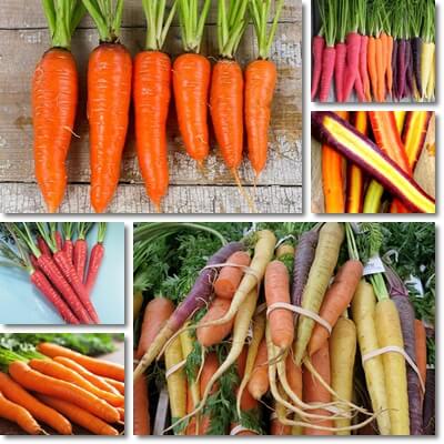 Carrot colors