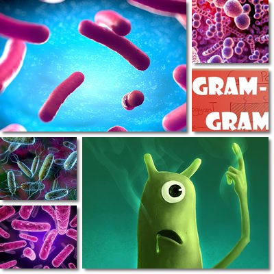 Gram negative and gram positive bacteria