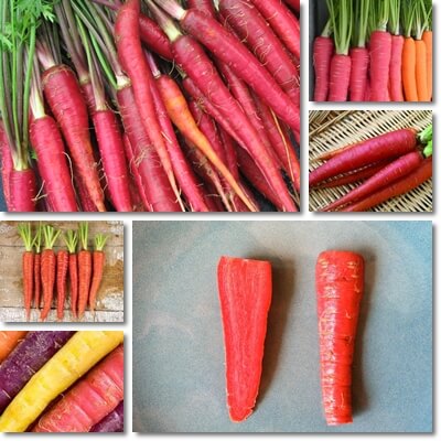 Red carrots